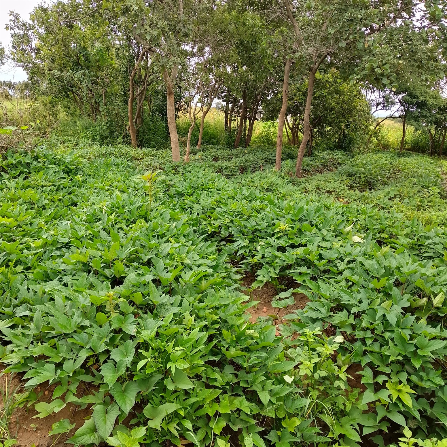 Agroforestry