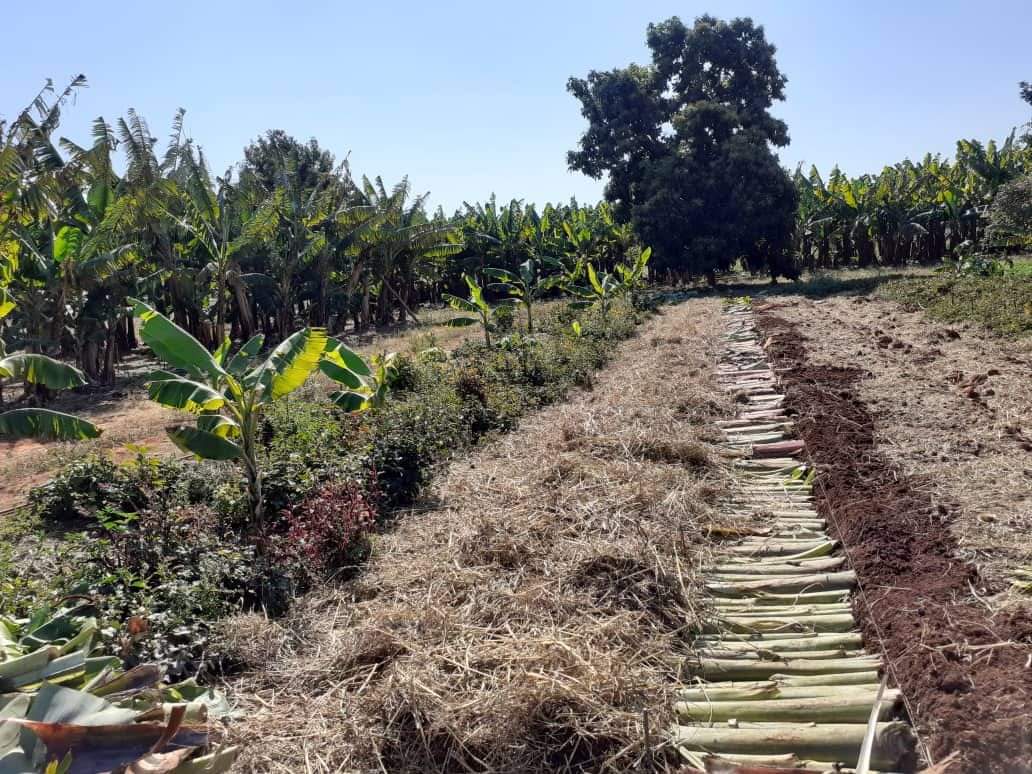 Applying nutrient rich fertilizer