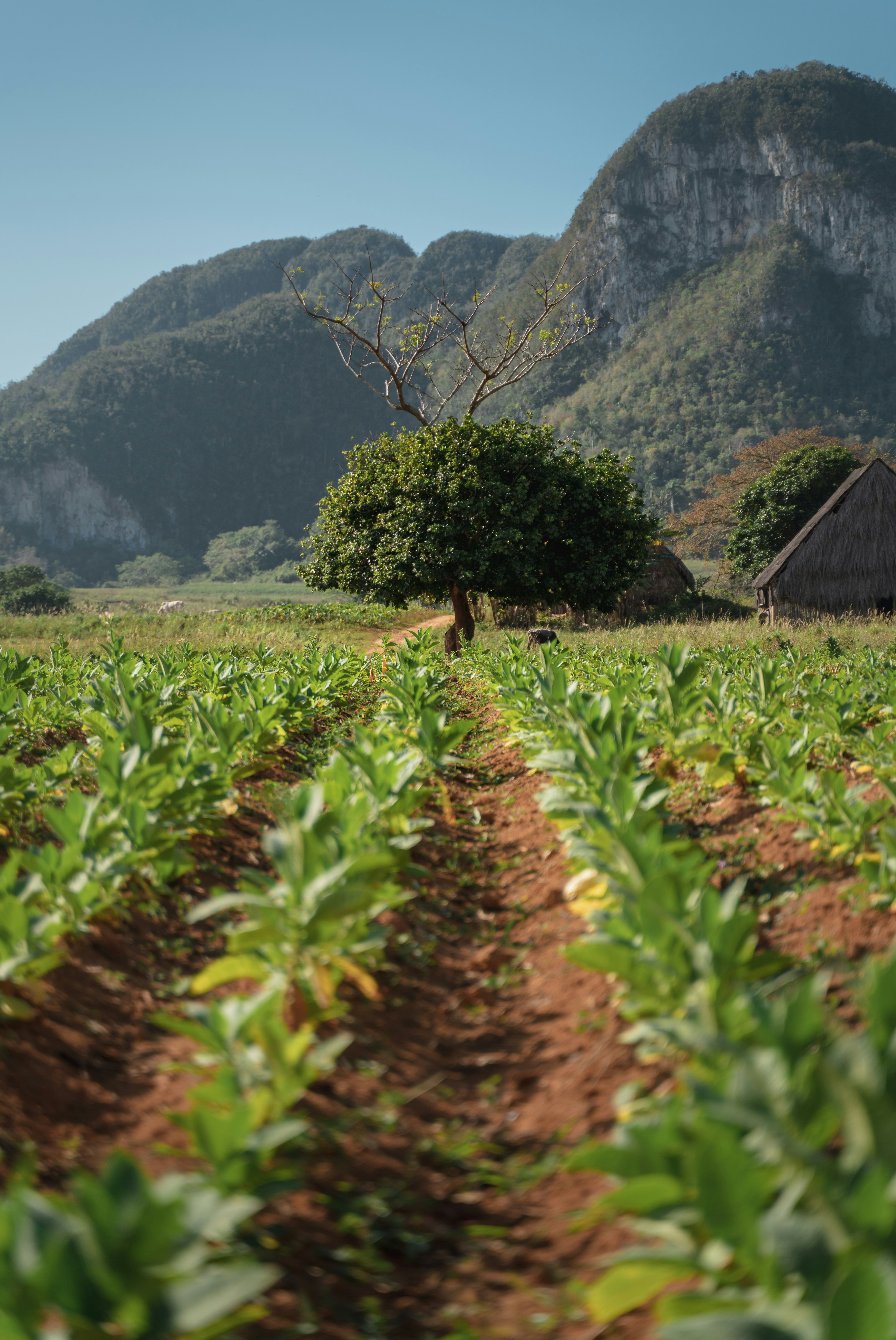 Farmer checking crops